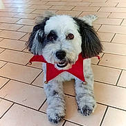 Perle a rejoint le concours — aidez-le/la à gagner de superbes lots ! dog, pet, small_dog, fluffy, white_and_gray, jester_collar, bells, red, collar, indoor, tiled_floor, paws, portrait, looking_at_camera, cute, eyes, nose, lying_down, groomed, close_up