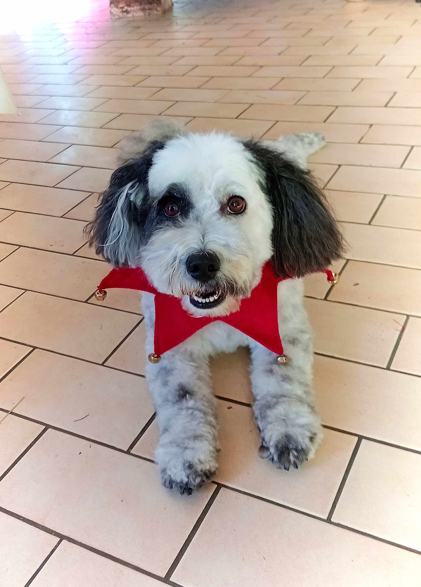 Perle a rejoint le concours — aidez-le/la à gagner de superbes lots ! dog, pet, small_dog, fluffy, white_and_gray, jester_collar, bells, red, collar, indoor, tiled_floor, paws, portrait, looking_at_camera, cute, eyes, nose, lying_down, groomed, close_up