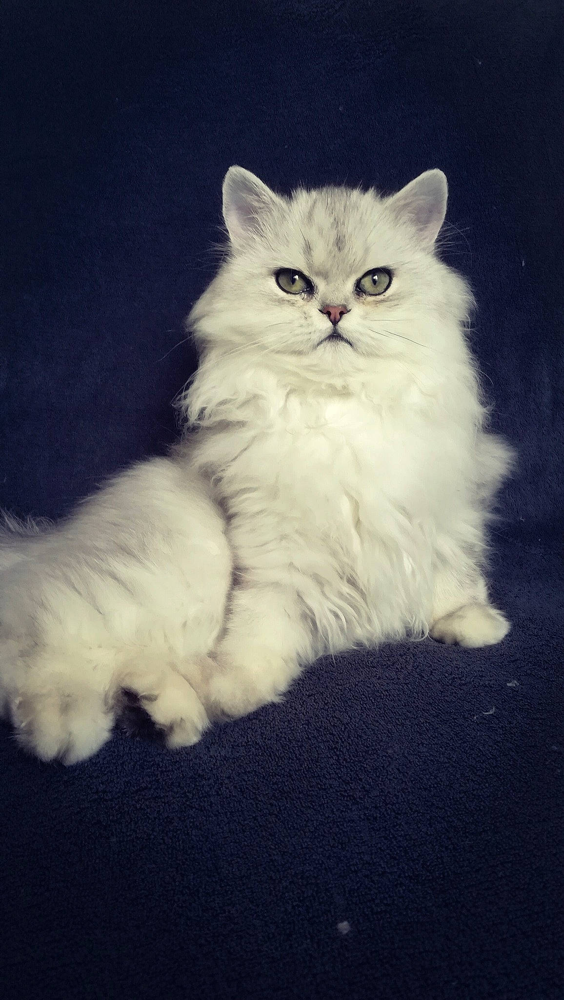 R'Mione participe au concours pour gagner de l'argent avec cette photo : british_longhair, british_semi_longhair, carnivore, cat, felidae, fur, organism, paw, persian, ragdoll, small_to_medium_sized_cats, snout, vertebrate, whiskers