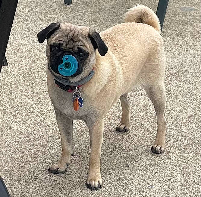 Dak is registered to the contest to win money with this photo: canidae, carnivore, collar, companion_dog, dog, dog_breed, dog_collar, dog_supply, electric_blue, fawn, leash, non_sporting_group, pet_supply, pug, road_surface, snout, sporting_group, toy_dog, working_animal, wrinkle