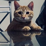 Nip is registered to the contest to win money with this photo: animal, background, cat, chair, curious, domestic_cat, ears, face, feline, fur, glass_table, indoor, orange_tabby, paws, pet, reflection, resting, table, whiskers, wide_eyes