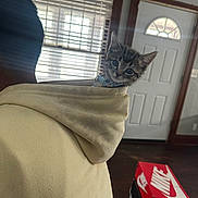 Shadow is registered to the contest to win money with this photo: kitten, cat, hoodie, person, indoor, window, blinds, door, shoe_boxes, nike_box, curious, pet, animal, clothing, cozy, portrait, young_cat, looking, cute, domestic