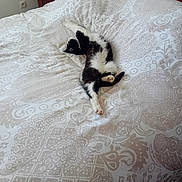 Choupi a rejoint le concours — aidez-le/la à gagner de superbes lots ! animal, bed, bedding, black_and_white, cat, comfort, cozy, duvet, feline, furniture, home, indoor, nightstand, patterned, peaceful, relaxing, resting, sleeping, stretched_out, wooden_headboard