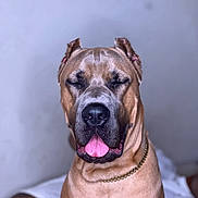 Kaine is registered to the contest to win money with this photo: dog, canine, pet, portrait, brown, tongue_out, chain, ears_cropped, closed_eyes, indoor, calm, animal, mammal, friendly, furry, sitting, domestic, cute, closeup, face