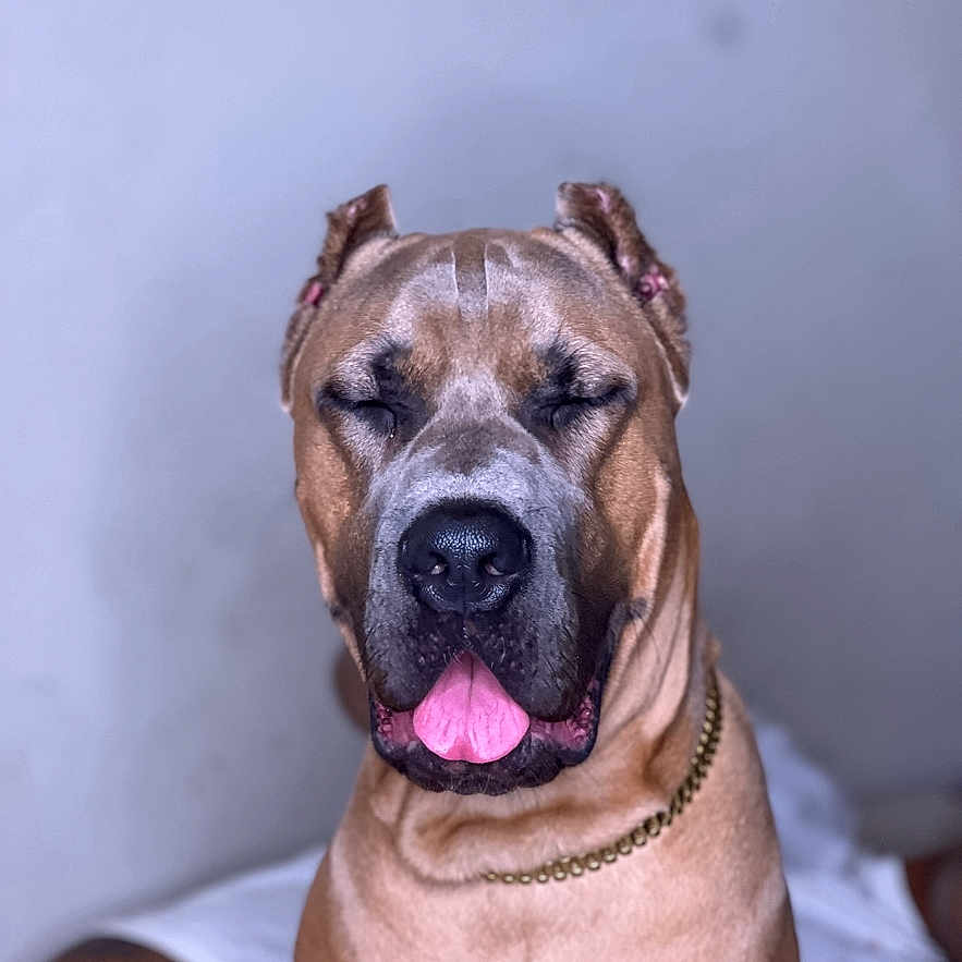 Kaine is registered to the contest to win money with this photo: dog, canine, pet, portrait, brown, tongue_out, chain, ears_cropped, closed_eyes, indoor, calm, animal, mammal, friendly, furry, sitting, domestic, cute, closeup, face