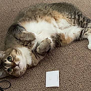 Lola joined the competition — help win amazing prizes! animal, cable, card, carpet, cat, chair_leg, curious, cute, domestic_cat, floor, fur, indoor, lying_down, paws, pet, relaxed, tabby, tabby_cat, whiskers, wide_eyes