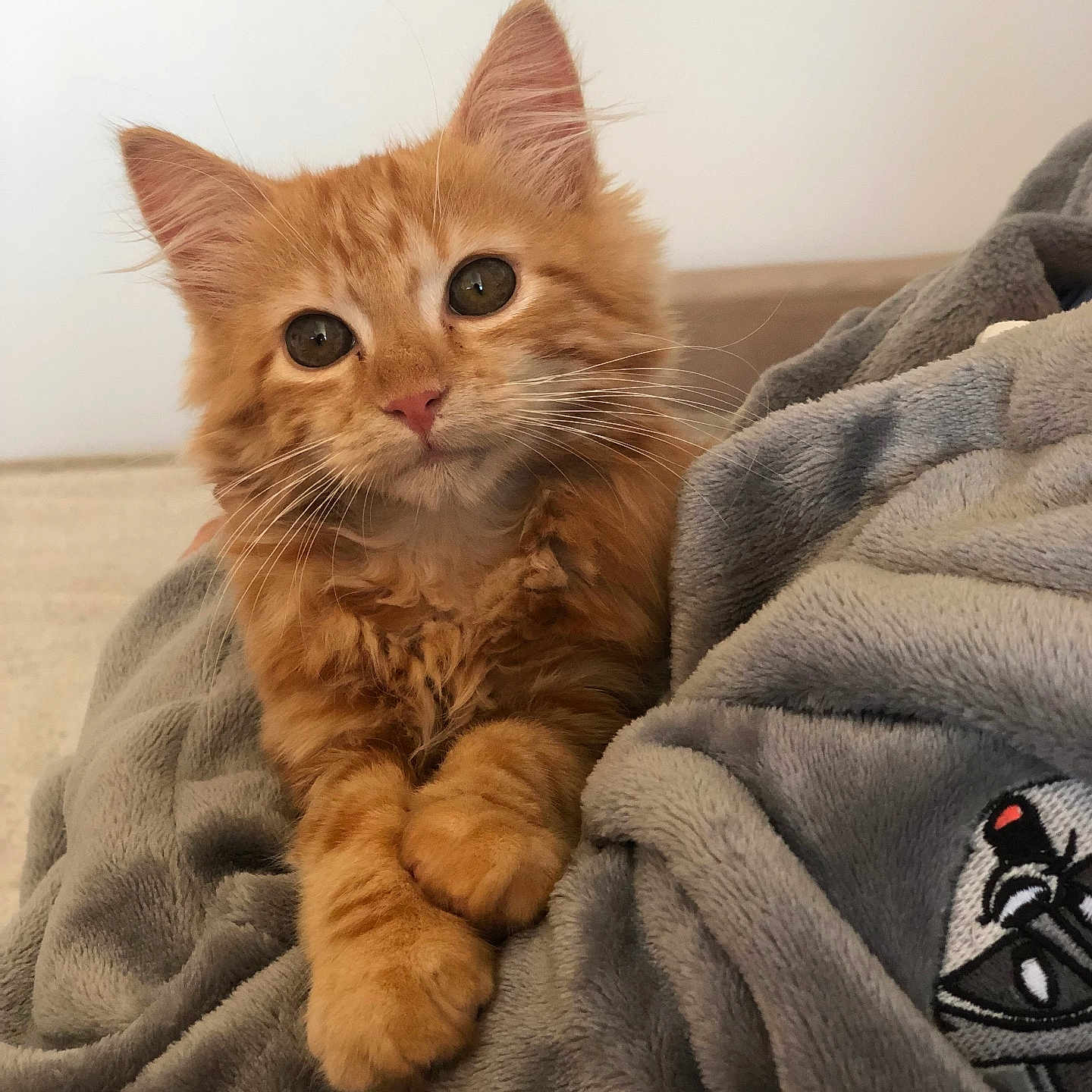 Tokyo participe au concours pour gagner de l'argent avec cette photo : adorable, animal, blanket, cat, close_up, cozy, curious, cute, domestic_cat, fluffy, fur, indoor, kitten, orange_cat, paws, pet, relaxed, soft_texture, whiskers, young_cat