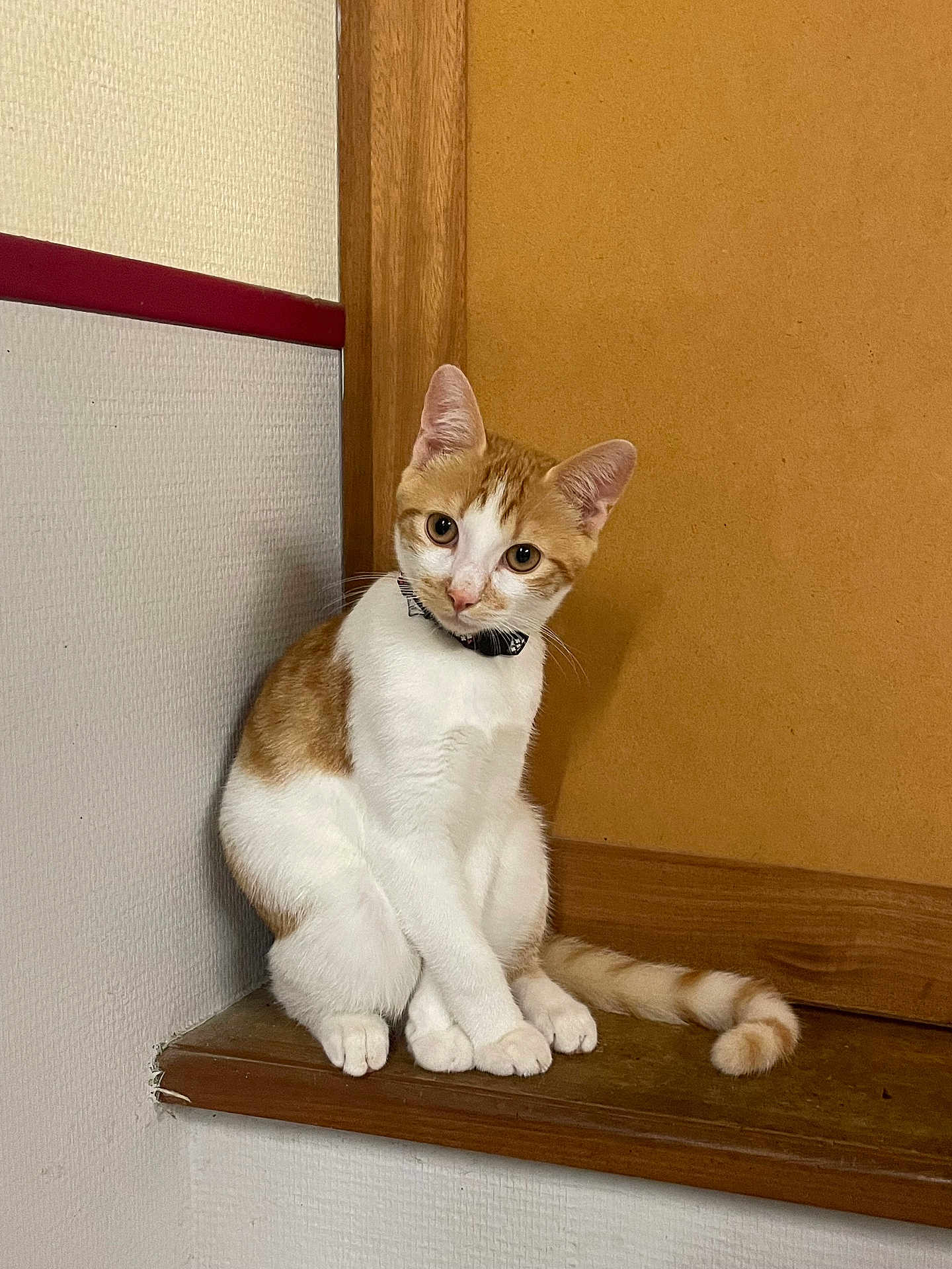 Roukmoutte a rejoint le concours — aidez-le/la à gagner de superbes lots ! cat, orange_and_white, sitting, collar, bow_tie, wooden_ledge, indoor, curious, pet, feline, cute, portrait, animal, whiskers, ears, tail, looking, domestic, young_cat, furniture