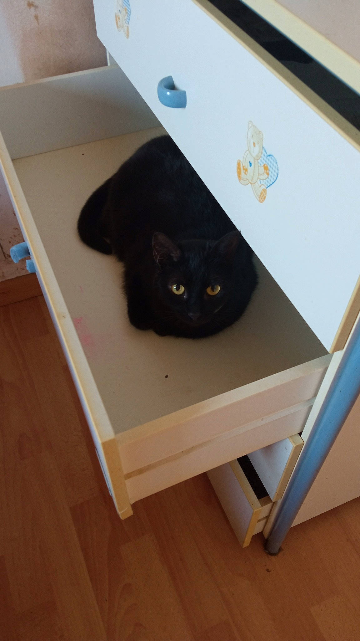 Sisi a rejoint le concours — aidez-le/la à gagner de superbes lots ! black_cat, bombay, carnivore, cat, chair, felidae, floor, flooring, furniture, grey, hardwood, rectangle, shelf, shelving, small_to_medium_sized_cats, table, tail, whiskers, window, wood