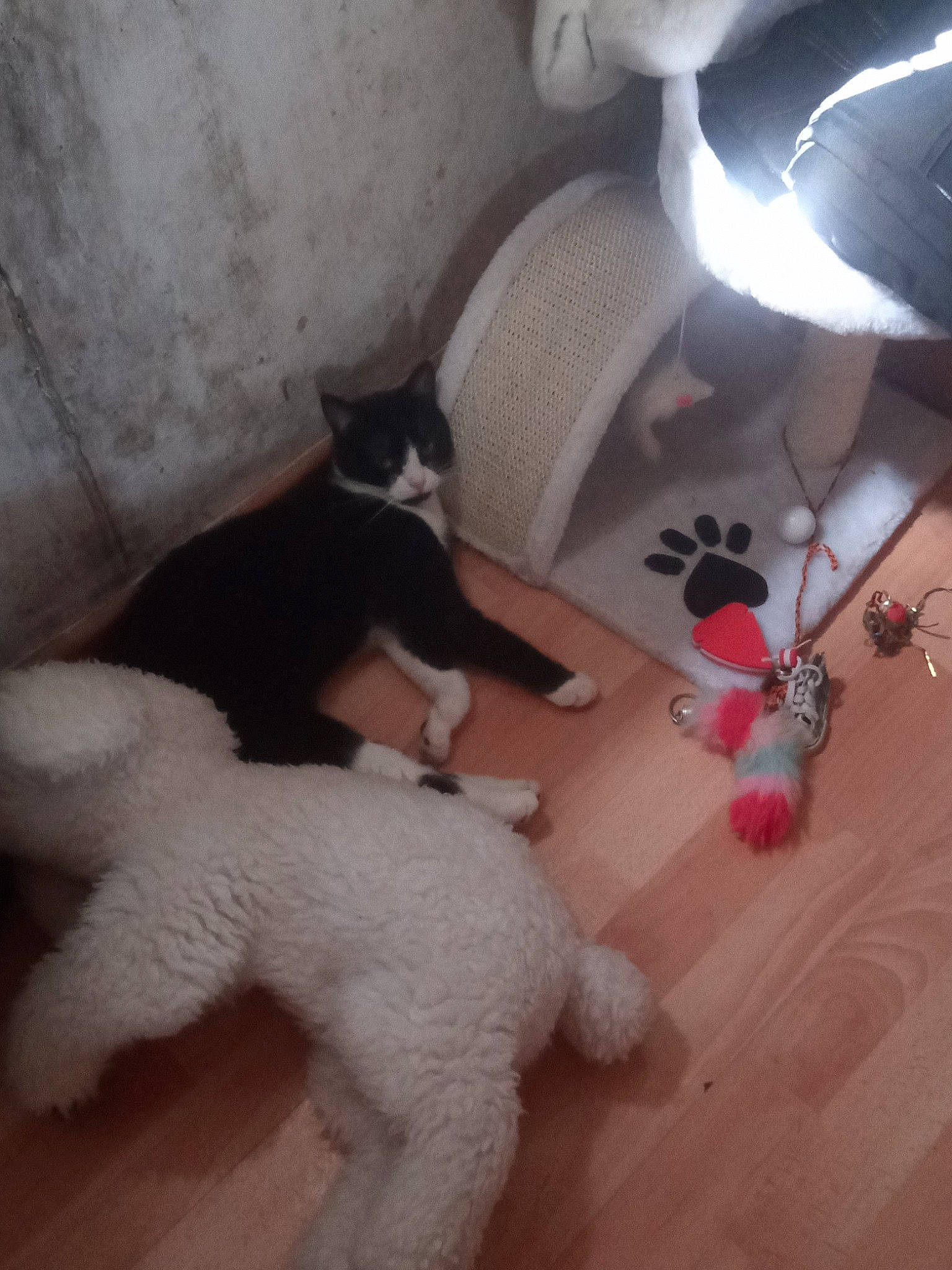 Croquette participe au concours pour gagner de l'argent avec cette photo : canidae, carnivore, cat, dog, dog_breed, fawn, felidae, non_sporting_group, small_to_medium_sized_cats, tail