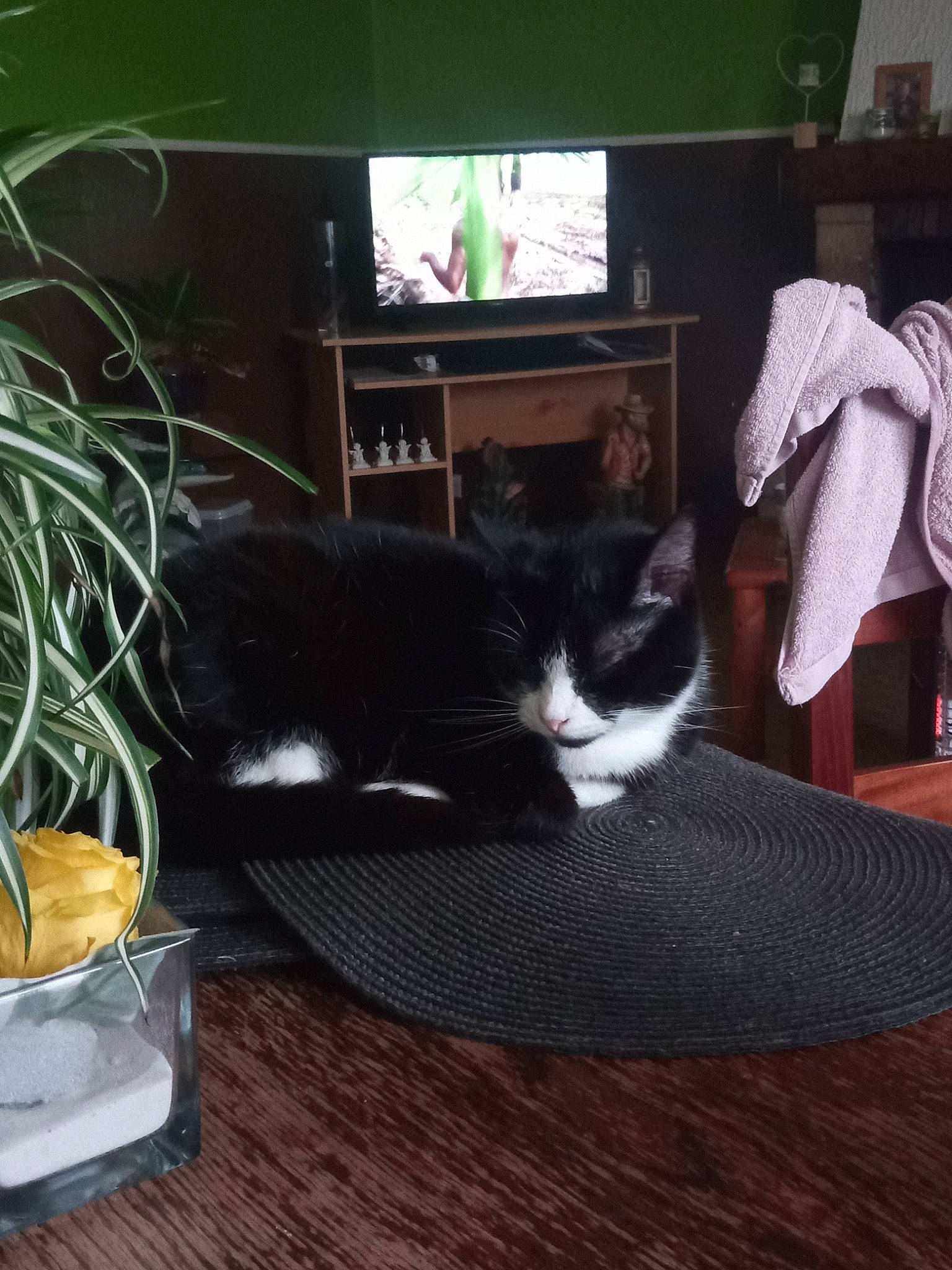 Croquette a rejoint le concours — aidez-le/la à gagner de superbes lots ! black_cat, carnivore, cat, domestic_short_haired_cat, european_shorthair, felidae, kitten, room, small_to_medium_sized_cats, table, tail, whiskers