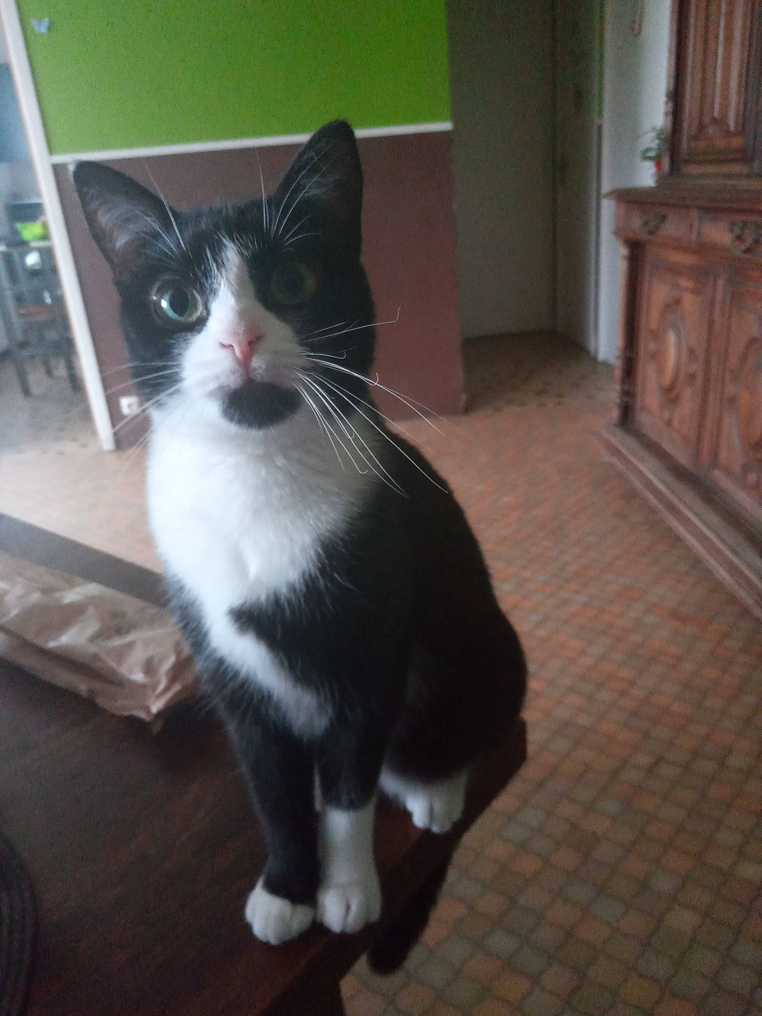 Croquette a rejoint le concours — aidez-le/la à gagner de superbes lots ! aegean_cat, black_and_white, carnivore, cat, domestic_short_haired_cat, european_shorthair, eye, felidae, floor, fur, kitten, mammal, polydactyl_cat, small_to_medium_sized_cats, snout, tail, whiskers, window