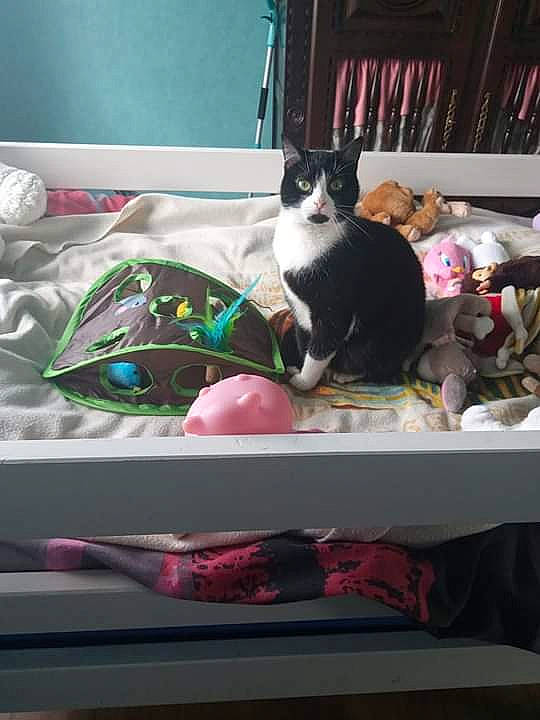 Croquette participe au concours pour gagner de l'argent avec cette photo : carnivore, cat, felidae, furniture, kitten, pink, room, small_to_medium_sized_cats, table, whiskers