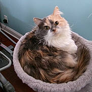 David Bowie joined the competition — help win amazing prizes! cat, calico, fluffy, pet, indoor, cozy, cat_bed, feline, animal, curious, relaxed, home, exercise_equipment, blue_wall, fur, whiskers, tail, looking, resting, domestic_cat