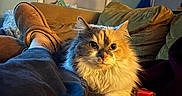 David Bowie joined the competition — help win amazing prizes! cat, fluffy, indoor, couch, slippers, person, legs, cozy, living_room, window, cushion, blanket, orange, white, fur, pet, relaxing, home, furniture, warm_lighting