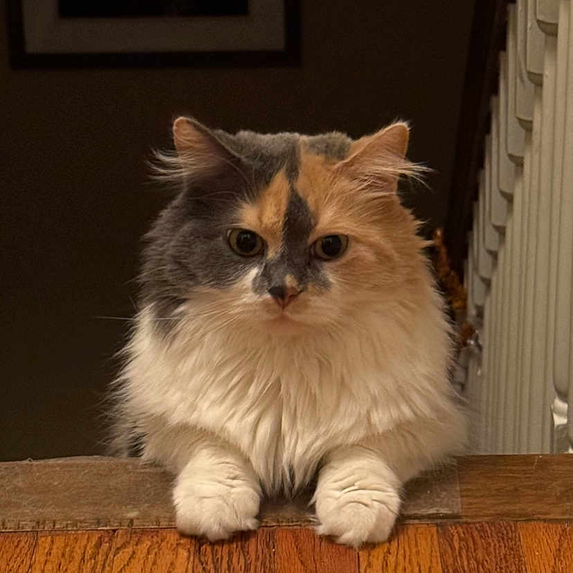 David Bowie joined the competition — help win amazing prizes! cat, fluffy, tri_color, wooden_floor, stairs, indoor, pet, animal, feline, curious, ears, whiskers, paws, long_fur, domestic, cute, portrait, looking, resting, home