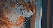 Tyson participe au concours pour gagner de l'argent avec cette photo : animal, cat, closeup, curious, doorway, ears, feline, fluffy, fur, green_eyes, indoors, longhaired, moody_lighting, orange_cat, pet, photography, portrait, side_profile, whiskers, window
