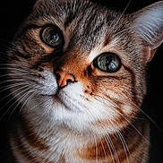 Tyson participe au concours pour gagner de l'argent avec cette photo : cat, tabby, close_up, portrait, whiskers, fur, ears, eyes, animal, pet, cute, feline, striped, muzzle, nose, indoor, black_background, soft_light, face, curious