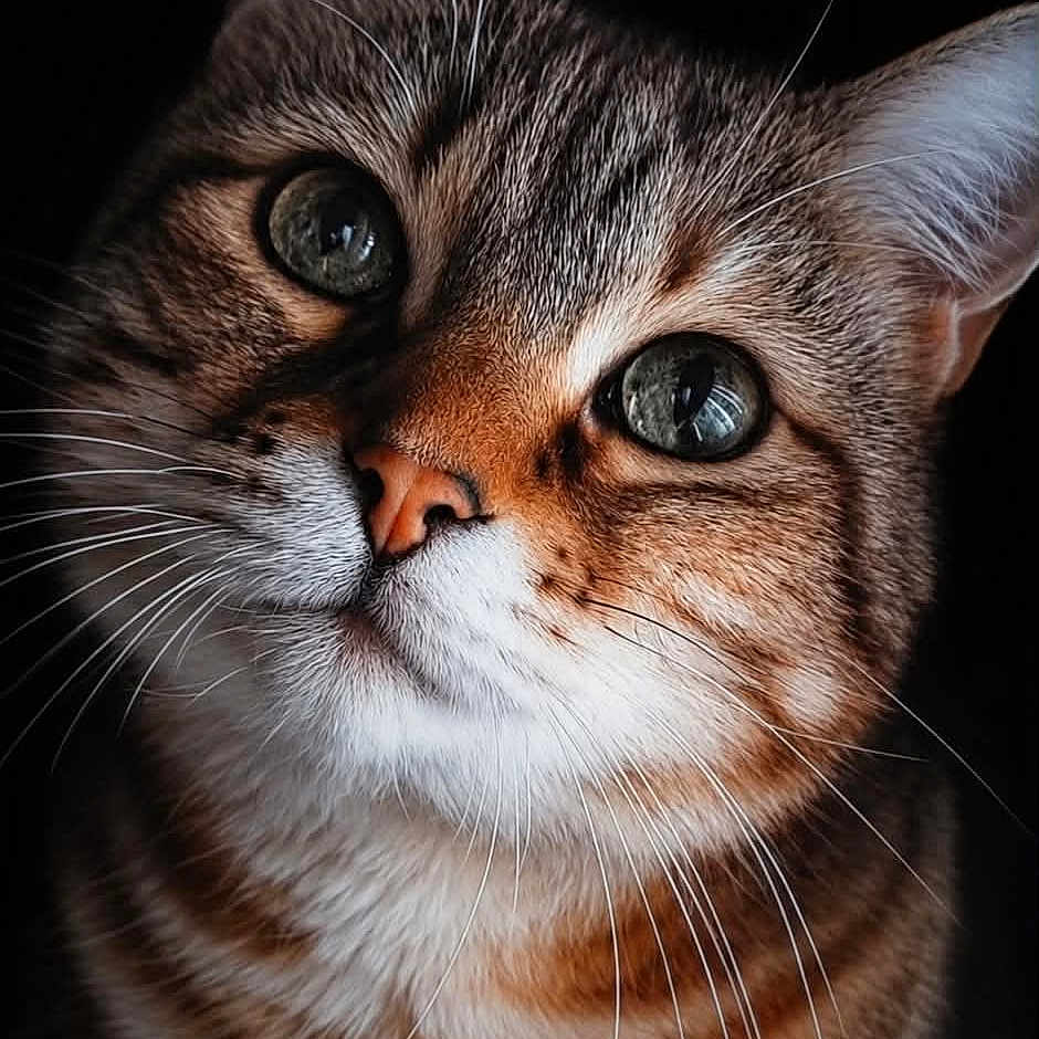 Tyson