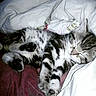 Tyson a rejoint le concours — aidez-le/la à gagner de superbes lots ! bed, bedding, bedroom, black_and_white, blanket, cat, cats, cute, feline, fluffy, fur, gray, indoor, kitten, lying_down, pet, relaxed, sleeping, striped_fur, white_bedding