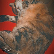 Tyson participe au concours pour gagner de l'argent avec cette photo : brown, cat, close_up, cozy, curled_up, furry, indoor, paws, pet, portrait, red_background, relaxed, resting, sleeping, sleepy, striped_fur, tabby_cat, timestamp, whiskers, white