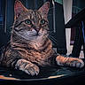 Tyson a rejoint le concours — aidez-le/la à gagner de superbes lots ! alert, animal, black_chair, cat, chair, close_up, cute, ears, feline, fur, green_eyes, indoors, natural_light, paws, pet, portrait, sitting, striped_fur, tabby_cat, whiskers