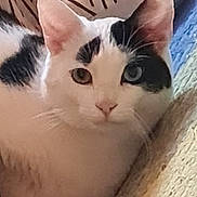 Junior participe au concours pour gagner de l'argent avec cette photo : animal, black_patches, blanket, cat, close_up, couch, cozy, ears, eyes, face, feline, indoors, kitten, nose, pet, portrait, relaxed, sitting, whiskers, white_cat