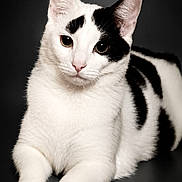 Junior a rejoint le concours — aidez-le/la à gagner de superbes lots ! cat, white_cat, black_patches, animal, pet, feline, studio_photo, portrait, lying_down, close_up, whiskers, ears, paws, fur, looking_at_camera, calm, domestic_cat, indoor, isolated, black_background