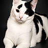 cat, white_cat, black_patches, animal, pet, feline, studio_photo, portrait, lying_down, close_up, whiskers, ears, paws, fur, looking_at_camera, calm, domestic_cat, indoor, isolated, black_background
