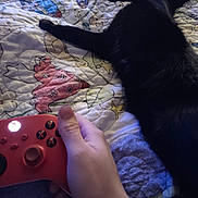 Raven is registered to the contest to win money with this photo: black_cat, cat, feline, pet, animal, fur, fluffy, lying_down, bed, quilt, blanket, bedroom, indoor, game_controller, video_game, human_hand, gaming, relaxed, playful, house_pet