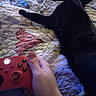 black_cat, cat, feline, pet, animal, fur, fluffy, lying_down, bed, quilt, blanket, bedroom, indoor, game_controller, video_game, human_hand, gaming, relaxed, playful, house_pet