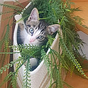 Azaline participe au concours pour gagner de l'argent avec cette photo : kitten, cat, basket, plant, greenery, fern, indoor, pet, curious, cute, wooden_floor, leaf, nature, animal, small, feline, cozy, home, playful, young