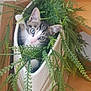 kitten, cat, basket, plant, greenery, fern, indoor, pet, curious, cute, wooden_floor, leaf, nature, animal, small, feline, cozy, home, playful, young