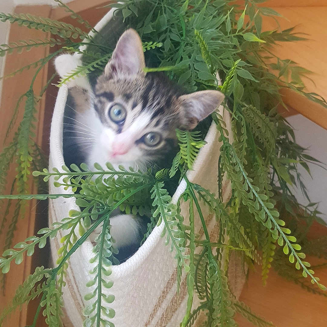 Azaline participe au concours pour gagner de l'argent avec cette photo : animal, basket, cat, cozy, curious, cute, feline, fern, greenery, home, indoor, kitten, leaf, nature, pet, plant, playful, small, wooden_floor, young