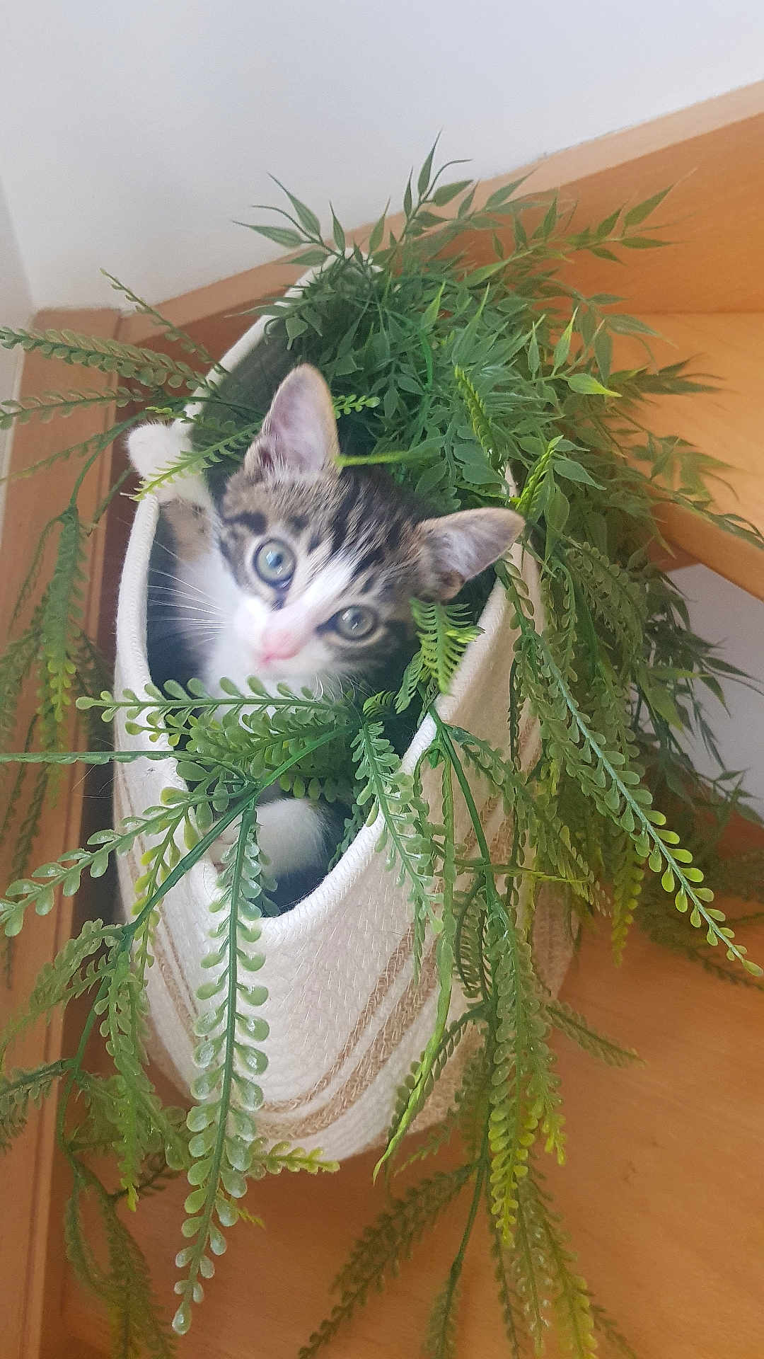 Azaline participe au concours pour gagner de l'argent avec cette photo : kitten, cat, basket, plant, greenery, fern, indoor, pet, curious, cute, wooden_floor, leaf, nature, animal, small, feline, cozy, home, playful, young
