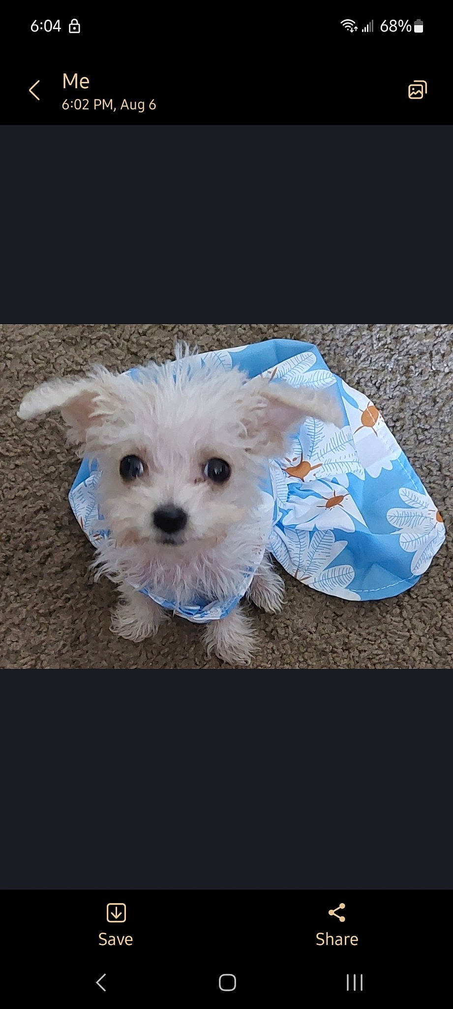 Maggie is registered to the contest to win money with this photo: canidae, carnivore, companion_dog, dog, dog_breed, dog_clothes, dog_collar, dog_supply, fashion_accessory, firefighter, font, fur, plant, small_terrier, sporting_group, sunglasses, teddy_bear, terrier, toy, toy_dog