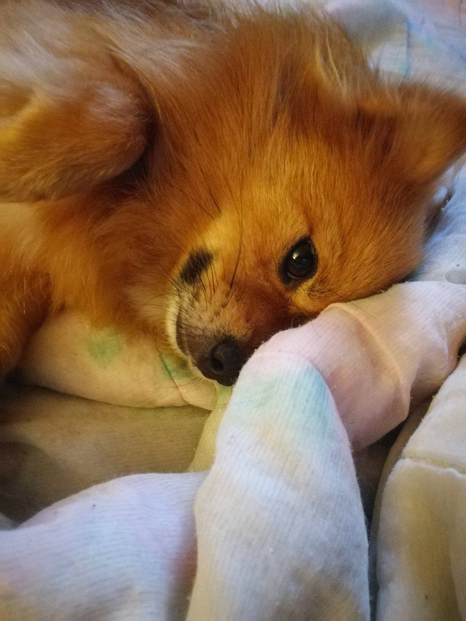 Nounous participe au concours pour gagner de l'argent avec cette photo : canidae, carnivore, comfort, companion_dog, dog, dog_breed, ear, fawn, fur, liver, snout, spitz, sporting_group, tail, terrestrial_animal, toy_dog, volpino_italiano, whiskers, wildlife, working_animal