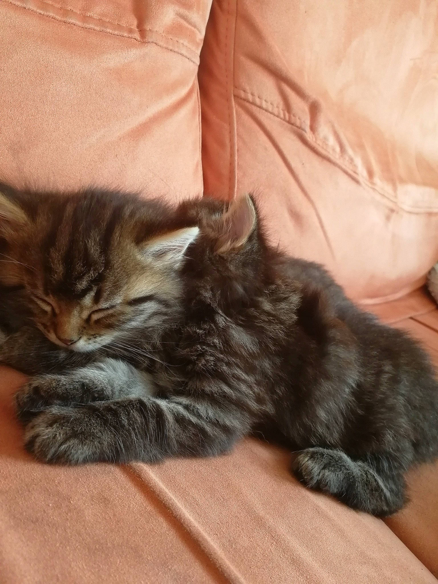 Harley Queen a rejoint le concours — aidez-le/la à gagner de superbes lots ! carnivore, cat, claw, comfort, domestic_short_haired_cat, felidae, flooring, fur, grey, hardwood, linens, mammal, nap, paw, small_to_medium_sized_cats, tail, terrestrial_animal, vertebrate, whiskers, wood