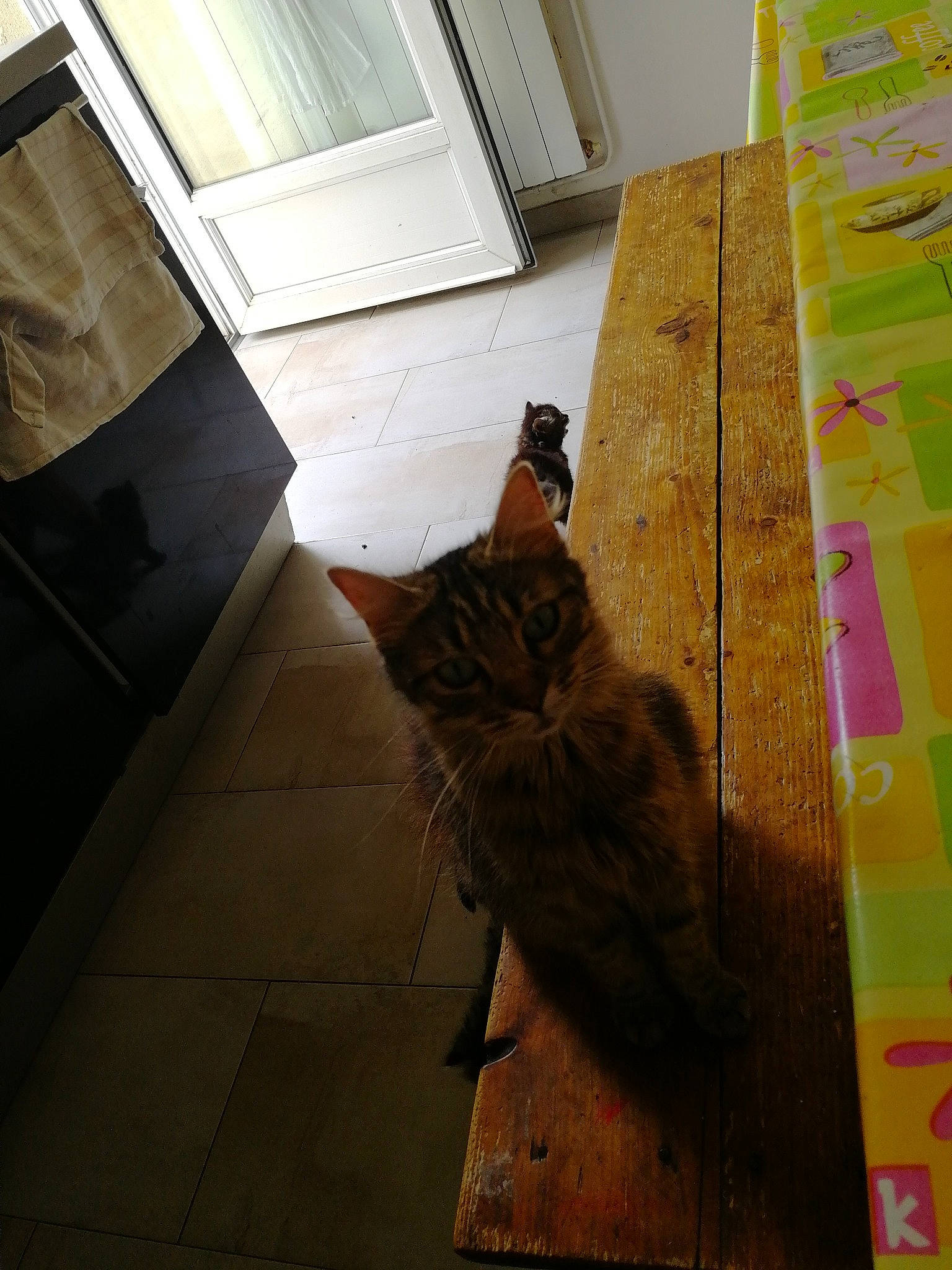 Harley Queen a rejoint le concours — aidez-le/la à gagner de superbes lots ! brown, carnivore, carpet, cat, fawn, felidae, floor, flooring, fur, hardwood, laminate_flooring, mammal, post_it_note, small_to_medium_sized_cats, tail, tints_and_shades, vertebrate, whiskers, wood, wood_stain