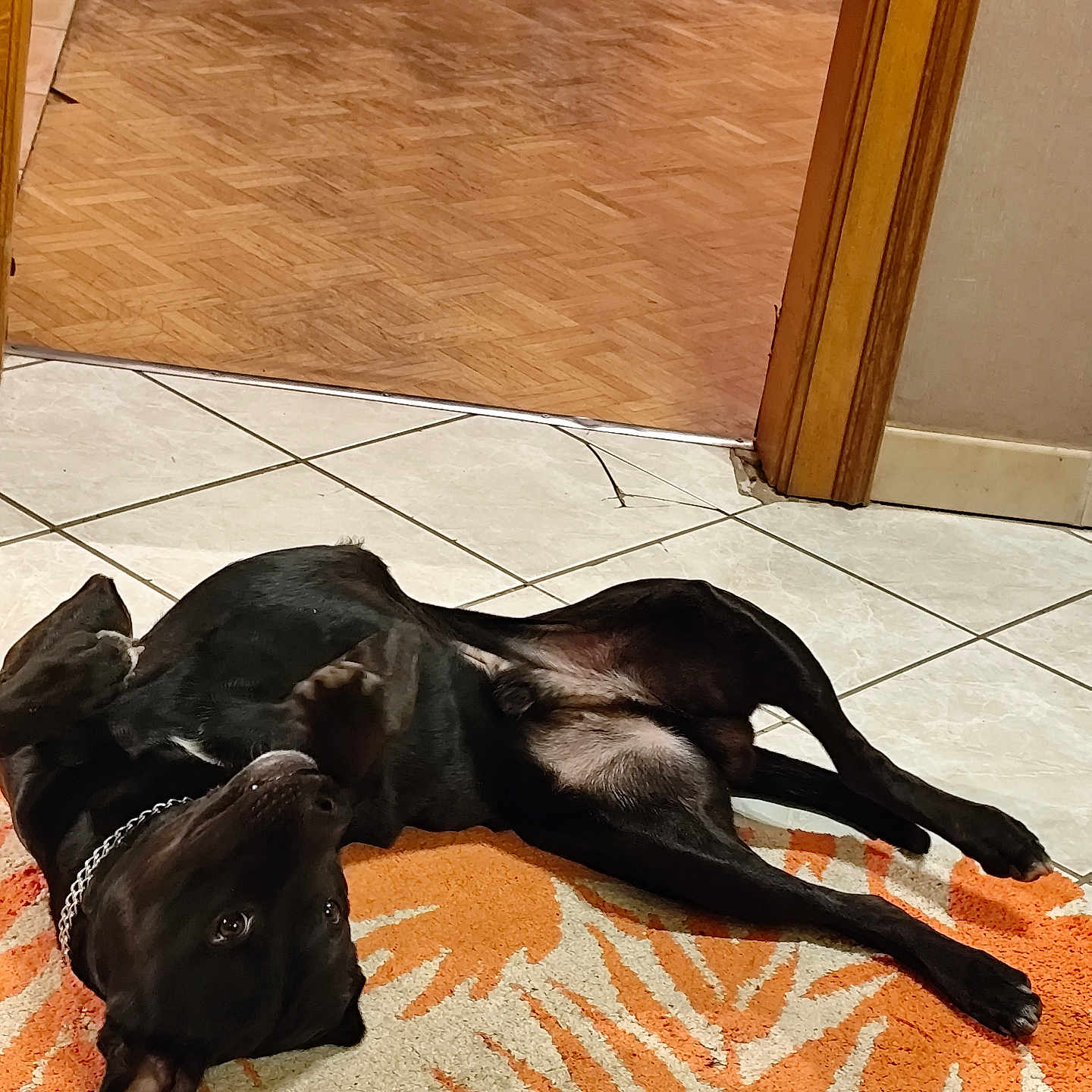 Marley a rejoint le concours — aidez-le/la à gagner de superbes lots ! animal, black_dog, chain_collar, collar, dog, domestic, doorway, ears, floor, home, indoor, legs, looking_up, lying_down, pet, relaxed, rug, tail, tile_floor, wood_floor
