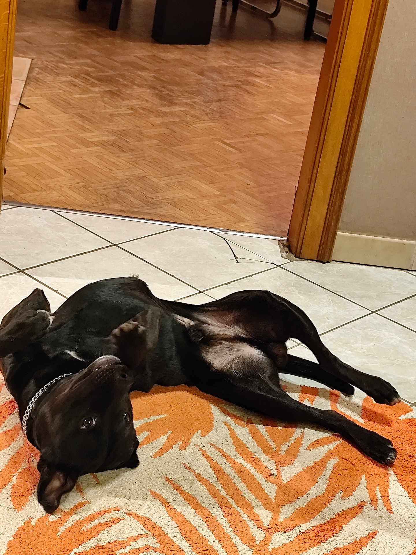 Marley a rejoint le concours — aidez-le/la à gagner de superbes lots ! dog, black_dog, lying_down, indoor, floor, rug, tile_floor, wood_floor, pet, animal, collar, chain_collar, relaxed, looking_up, ears, legs, tail, doorway, home, domestic