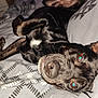 dog, black_dog, bed, blanket, indoor, pet, animal, lying_down, upside_down, paw, nose, fur, curious, flash, eyes, cozy, pattern, resting, closeup, canine