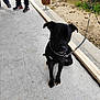 Marley a rejoint le concours — aidez-le/la à gagner de superbes lots ! dog, black_dog, leash, concrete_floor, wooden_plank, outdoor, grass, dirt, human_legs, shoes, sitting, collar, pet, canine, pavement, sidewalk, resting, chain_collar, ground, nature