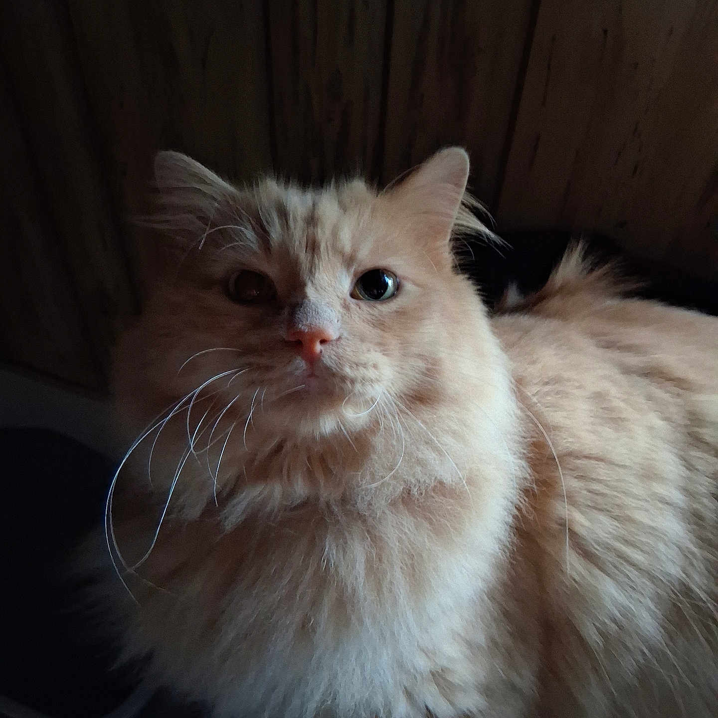 Baby is registered to the contest to win money with this photo: animal, cat, closeup, curious, cute, domestic_cat, ears, eyes, face, feline, fluffy, indoor, mammal, nose, orange_cat, pet, portrait, soft_fur, whiskers, wood_background