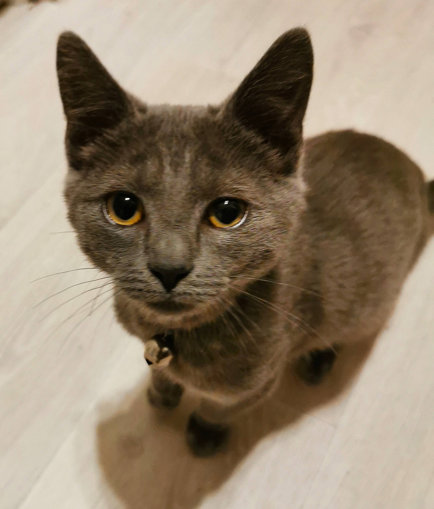 Scandal participe au concours pour gagner de l'argent avec cette photo : carnivore, cat, domestic_short_haired_cat, felidae, fur, grey, russian_blue, small_to_medium_sized_cats, snout, terrestrial_animal, whiskers