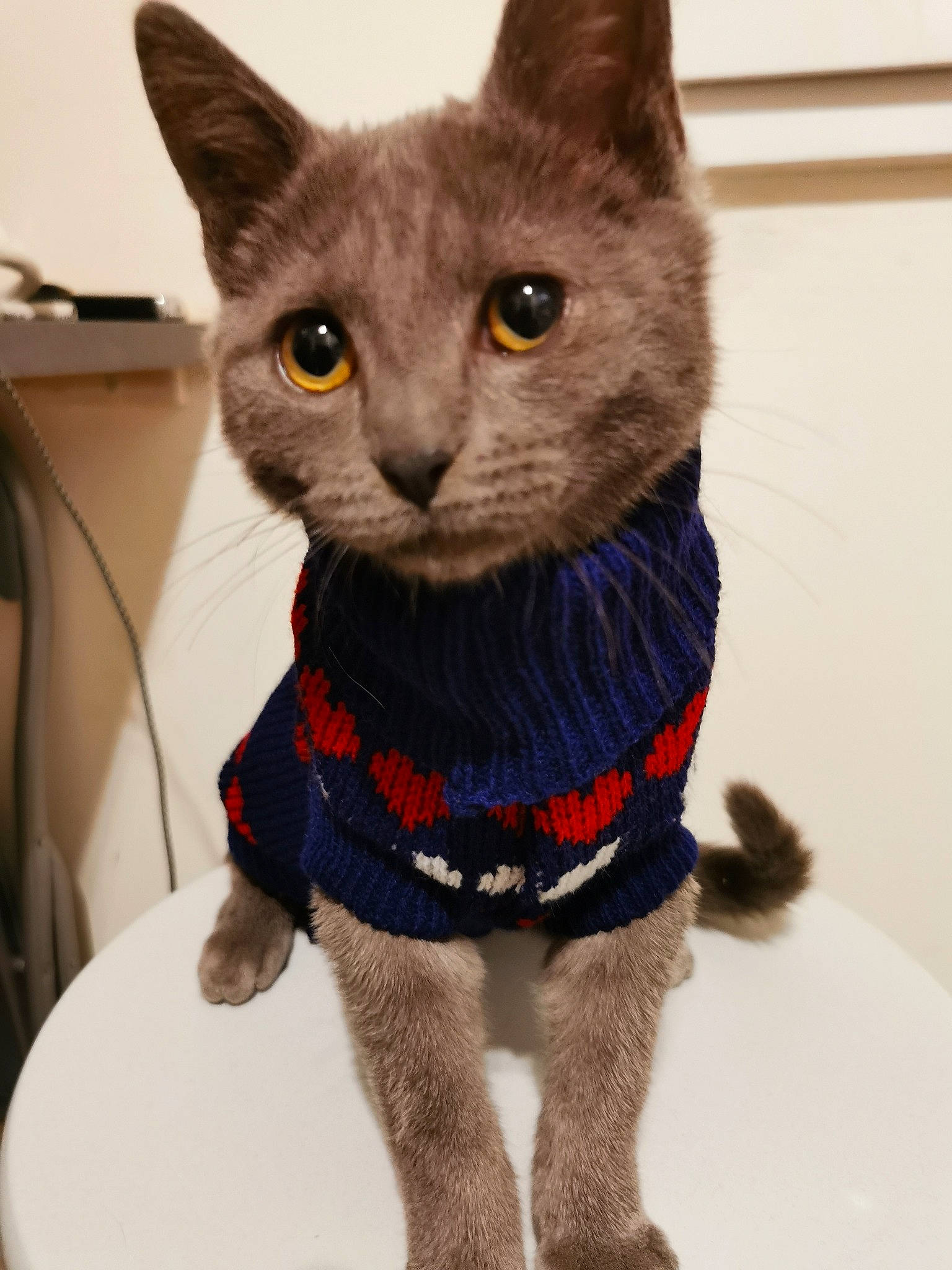 Scandal participe au concours pour gagner de l'argent avec cette photo : black_cat, bombay, bow_tie, carnivore, cat, collar, creative_arts, domestic_short_haired_cat, electric_blue, fashion_accessory, felidae, fur, grey, pattern, pet_supply, small_to_medium_sized_cats, snout, tail, whiskers, wool