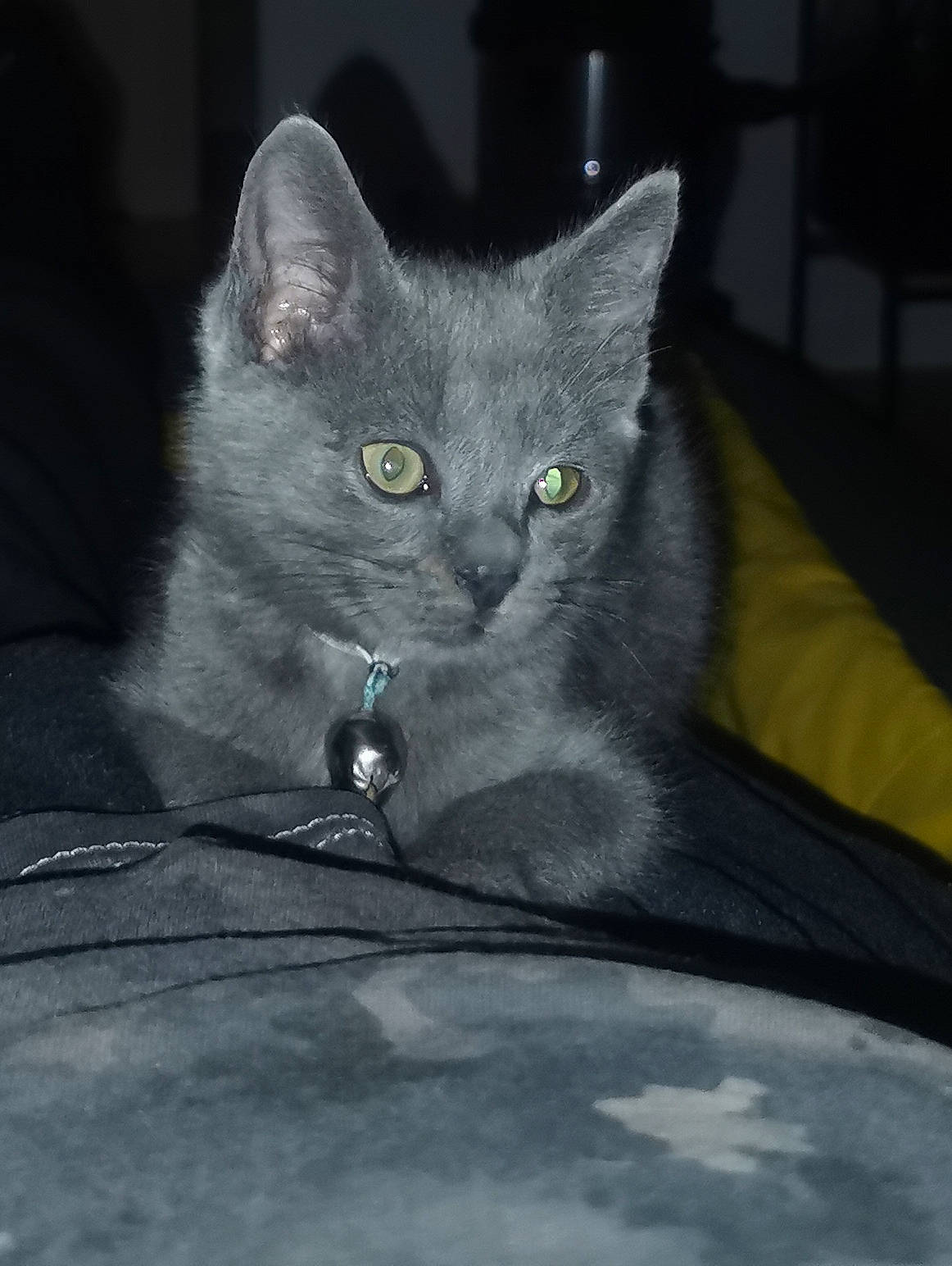 Scandal a rejoint le concours — aidez-le/la à gagner de superbes lots ! carnivore, cat, comfort, darkness, domestic_short_haired_cat, felidae, fur, grey, iris, russian_blue, small_to_medium_sized_cats, snout, whiskers