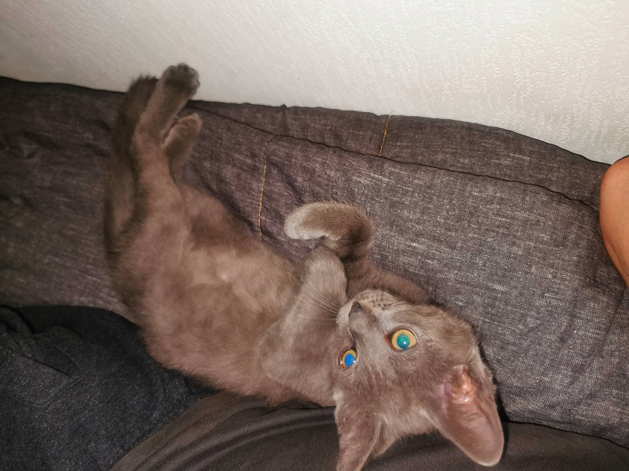 Scandal participe au concours pour gagner de l'argent avec cette photo : canidae, carnivore, comfort, dog_breed, ear, fawn, felidae, fur, grey, liver, natural_material, paw, small_to_medium_sized_cats, sporting_group, tail, whiskers, working_animal