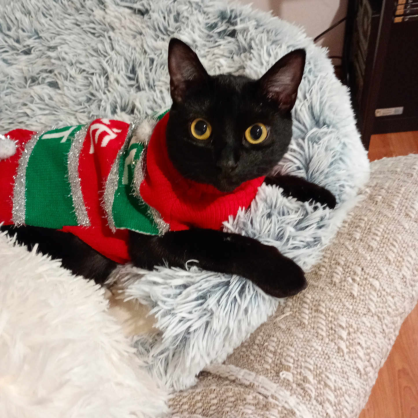Kitkat a rejoint le concours — aidez-le/la à gagner de superbes lots ! abyssinian, animal, blanket, cat, chair, christmas, christmasdecorations, clothing, couch, cushion, festival, furniture, glove, hat, homedecor, hosiery, knitwear, manx, pet, sweater
