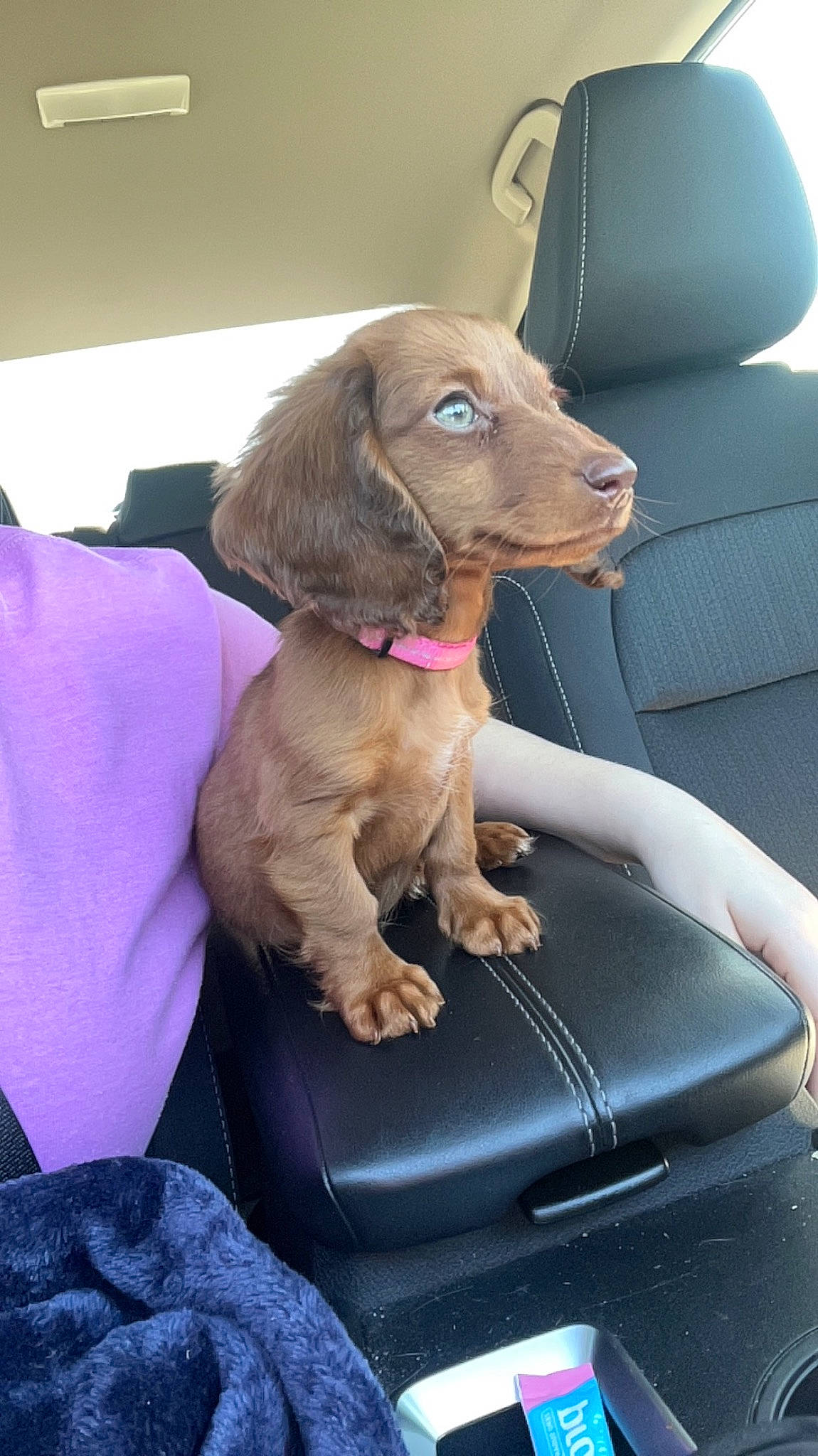 Georgie is registered to the contest to win money with this photo: automotive_exterior, automotive_mirror, car, car_seat, car_seat_cover, carnivore, collar, comfort, companion_dog, dog, dog_breed, fawn, head_restraint, liver, motor_vehicle, snout, sporting_group, vehicle, vehicle_door, working_animal